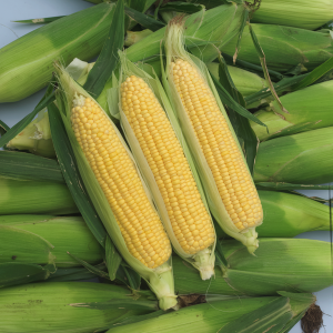 Kukurydza cukrowa Garrison wygląd