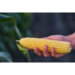 Kukurydza cukrowa GSS3071 WYGLĄD