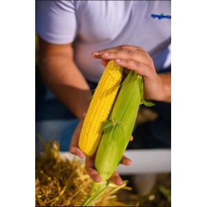 Kukurydza cukrowa GSS5649 wygląd