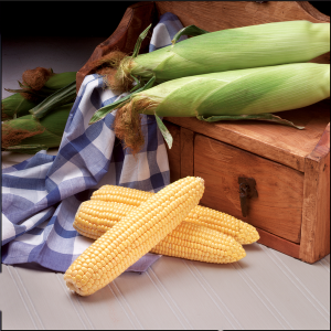 Kukurydza cukrowa Overland F1 wygląd