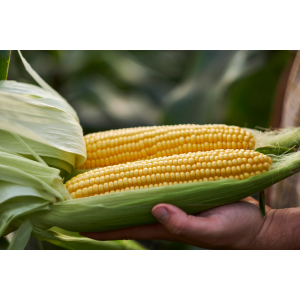 Kukurydza cukrowa Tyson F1 wygląd