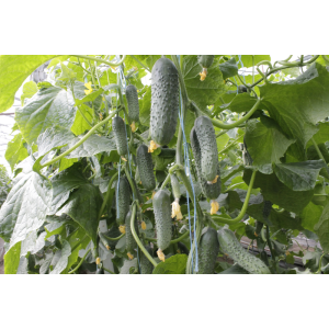 Ogórek Balkan F1 wygląd