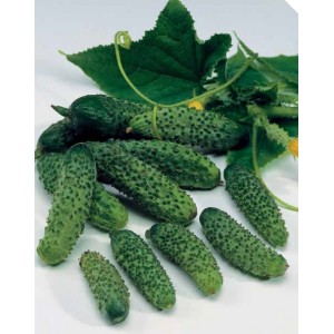 Ogórek Ekol F1 wygląd