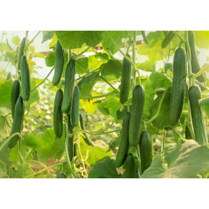 Ogórek szklarniowy Maxwell F1 wygląd