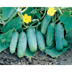 Ogórek Octopus F1 wygląd