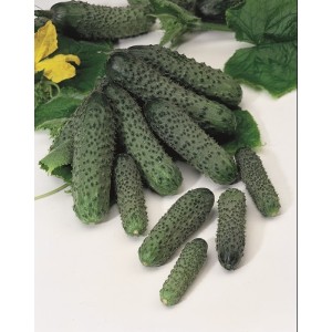 Ogórek Pasalimo F1 wygląd