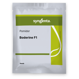 Pomidor Boderine F1