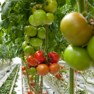 Pomidor Edamso F1 wygląd