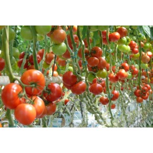 Pomidor Epundo F1 wygląd