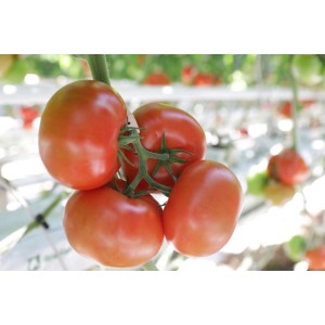 Pomidor Extradena F1 wygląd