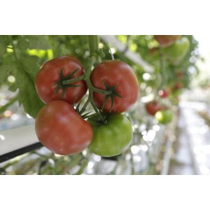 Pomidor Malduo F1 wygląd