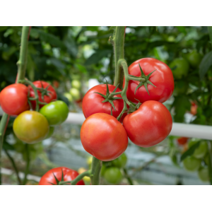 Pomidor Madano F1 wygląd