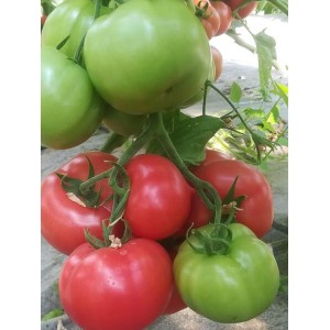 Pomidor malinowy Manekro F1 wygląd