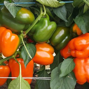 Papryka Clementine F1
