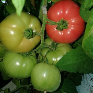 Pomidor Fuchsia F1