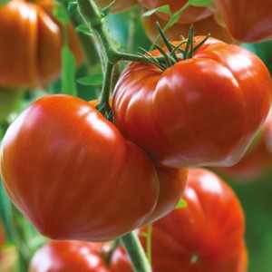Pomidor tunelowy czerwony bawole serce  Gourmandia F1