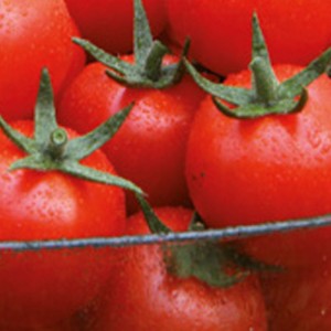 Pomidor tunelowy cherry Genio F1