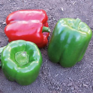 Papryka gruntowa Basalt F1