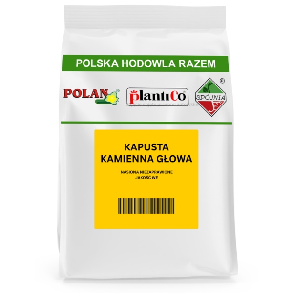Kapusta Kamienna Głowa