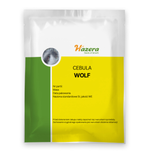 Cebula ozima  Wolf F1