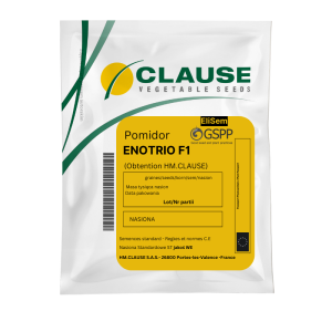 Pomidor gruntowy Enotrio F1