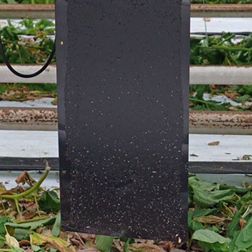 Czarna tablica lepowa do zwalczania skośnika pomidorowego (tuta absoluta) 25x30cm