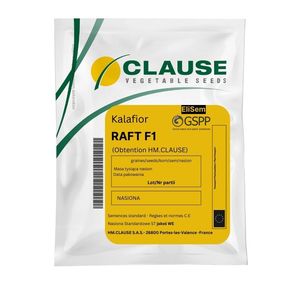 Kalafior Raft F1