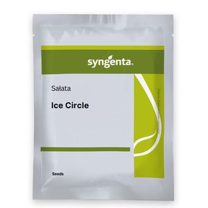 Sałata Ice circle