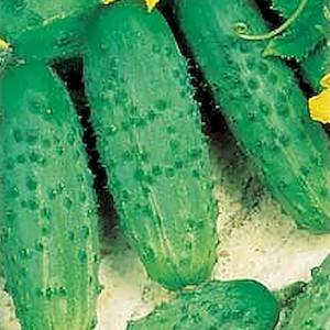 GOMES F1