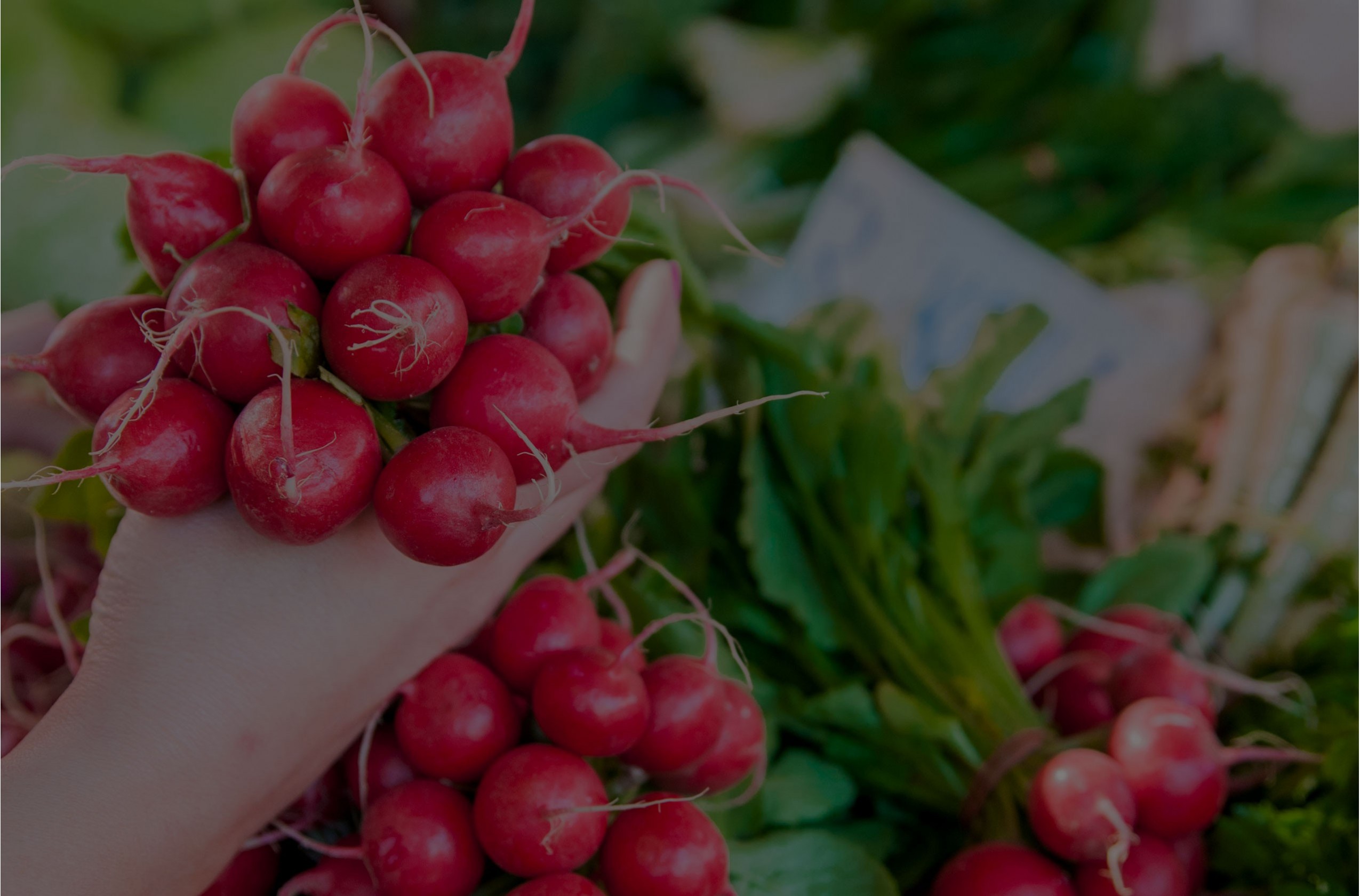 Rzodkiewka