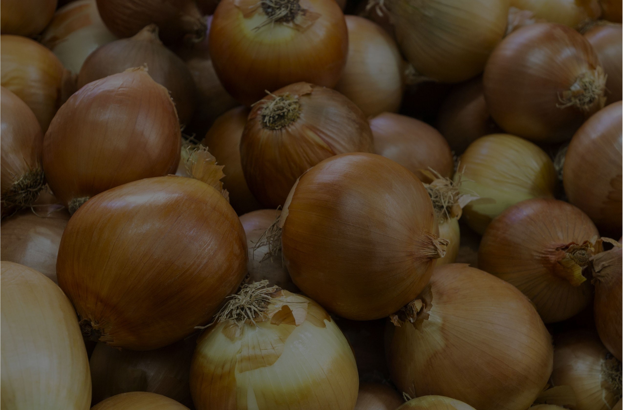 Cebula