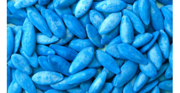 Profesjonalne Nasiona: Klucz do Obfitych i Zdrowych Plonów – Dlaczego Warto Inwestować w Jakość?